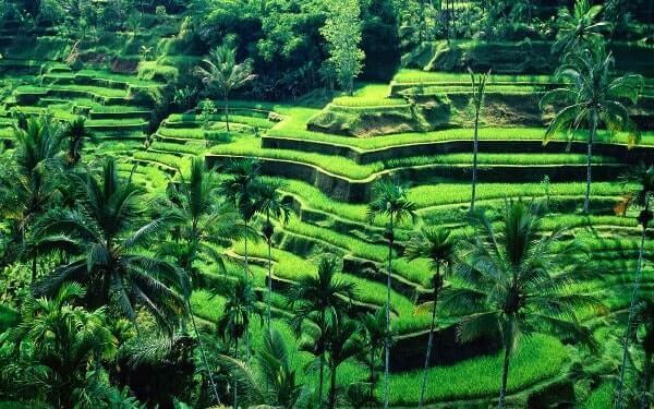budget trip to bali from bangalore